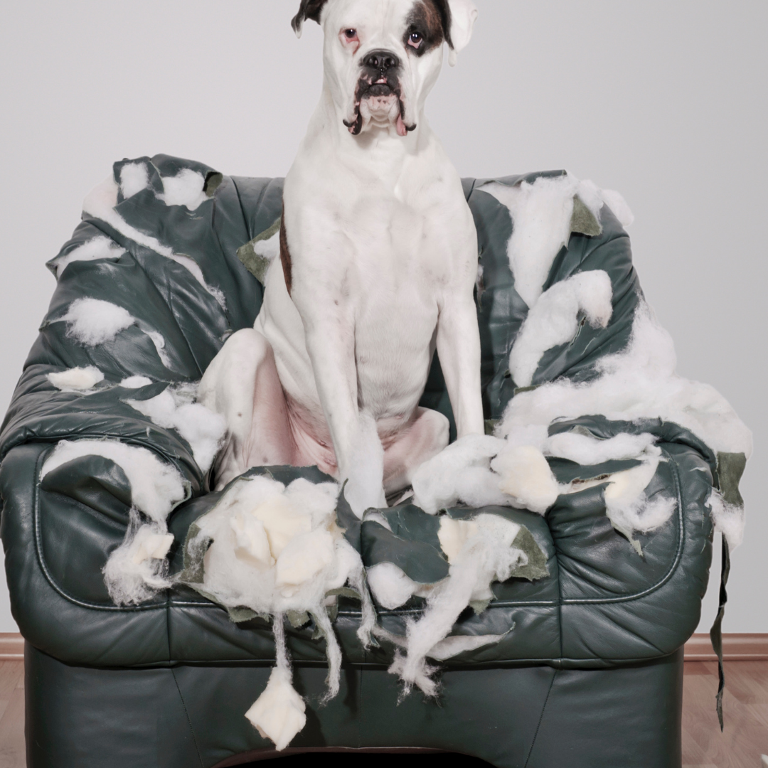 Chien de type boxer assit sur un fauteuil qu'il a détruit car il ne supporte pas la solitude (anxiété de séparation ou ennui)