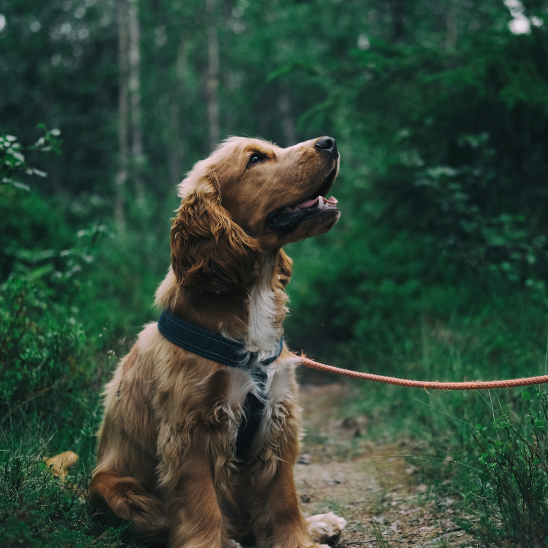 Jeune chien (cocker) en pleine séance d'éducation pour apprendre à ne pas manger les crottes en balade, travail du refus d'appât