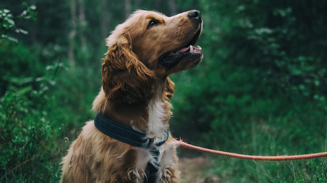 Jeune chien (cocker) en pleine séance d'éducation pour apprendre à ne pas manger les crottes en balade, travail du refus d'appât