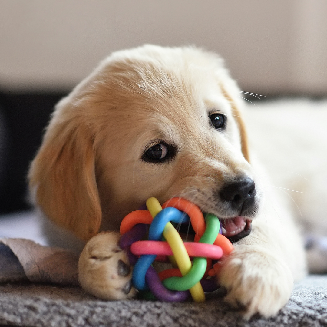 Chiot golden retriever qui mâchouille, mastique, mordille un jouet en plastique coloré