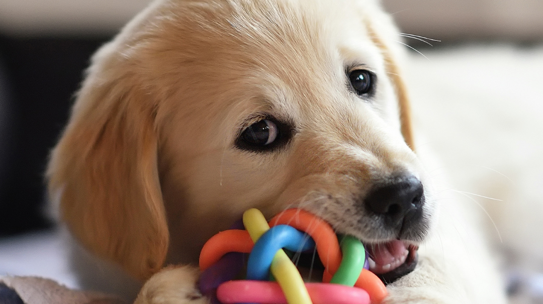 Chiot golden retriever qui mâchouille, mastique, mordille un jouet en plastique coloré