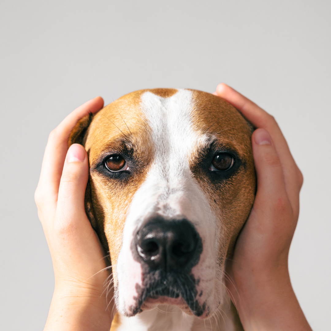 Mon chien a peur le 14 juillet : comment faire ?