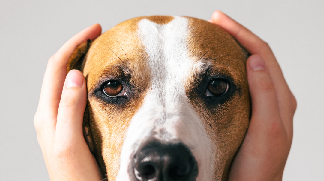 Mon chien a peur le 14 juillet : comment faire ?