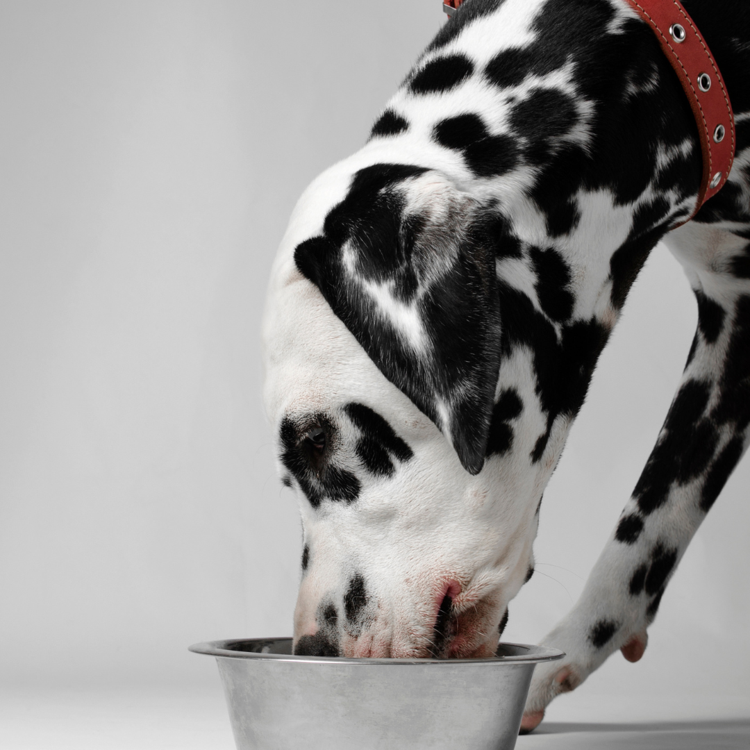 Chien (dalmatien) qui mange dans une gamelle : croquettes, ration ménagère ou BARF