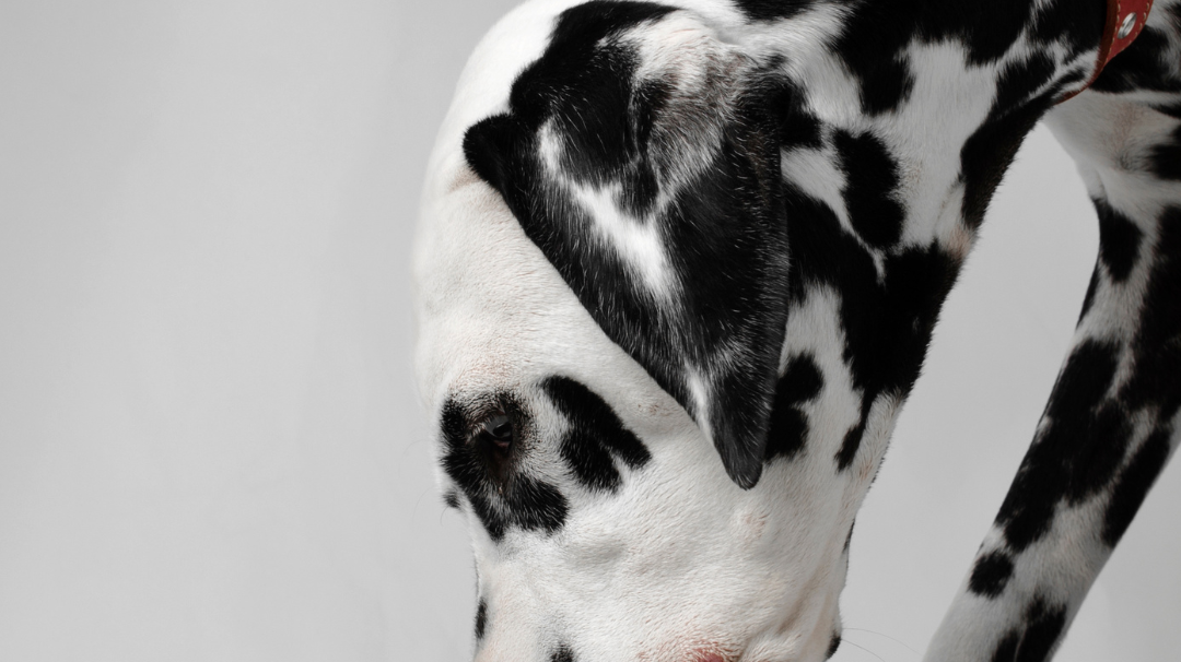 Chien (dalmatien) qui mange dans une gamelle : croquettes, ration ménagère ou BARF