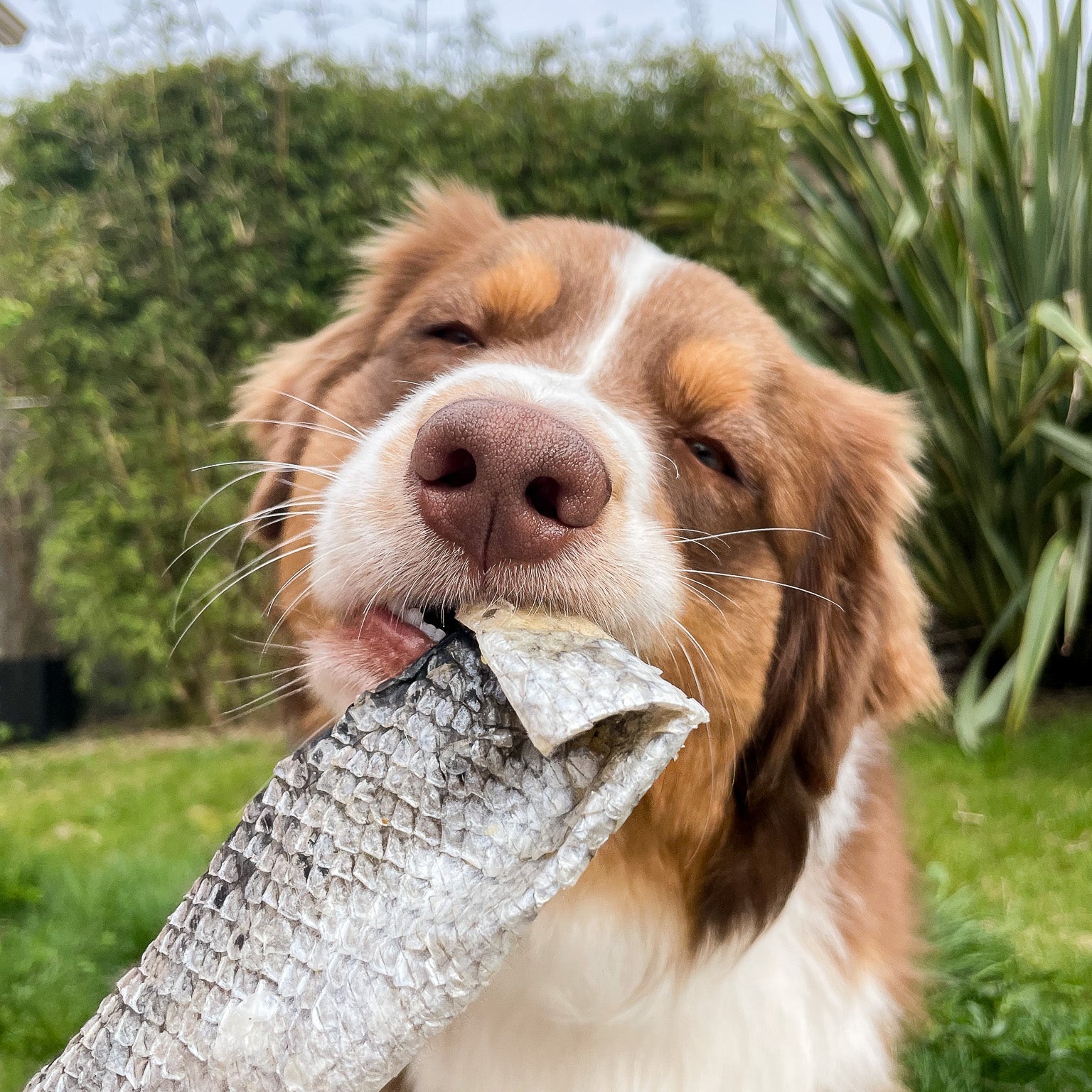 La mastication : un besoin essentiel pour le chien