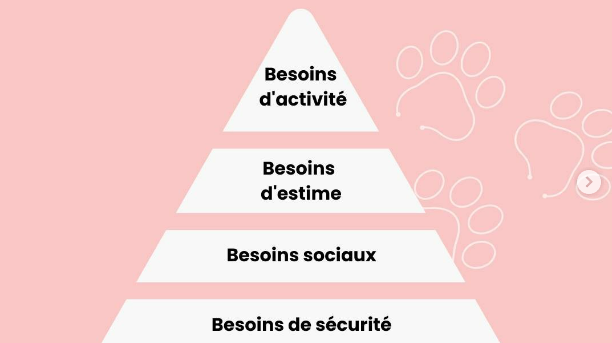 Les besoins fondamentaux du chien
