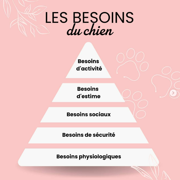 Les besoins fondamentaux du chien