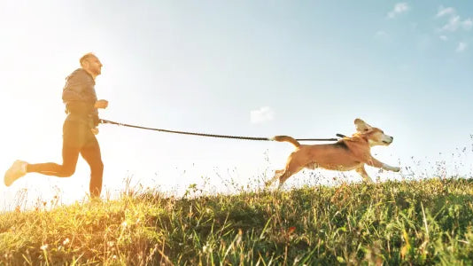 Canicross : comment débuter à courir avec son chien ?