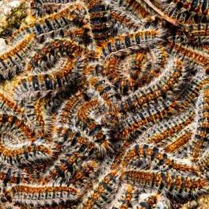 Chenille processionnaire chien : un danger grave à ne jamais sous-estimer