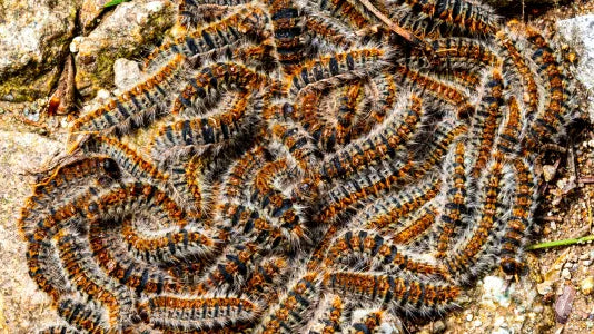 Chenille processionnaire chien : un danger grave à ne jamais sous-estimer