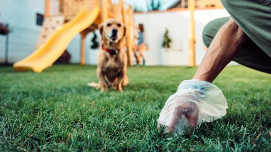 Mon chien a la diarrhée : que faire ?