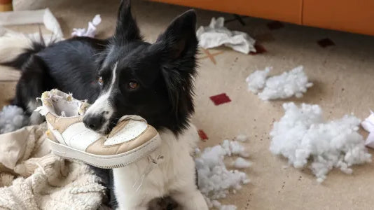 Comment occuper son chien pendant son absence : 10 conseils d’expert pour éviter les bêtises et préserver son bien-être