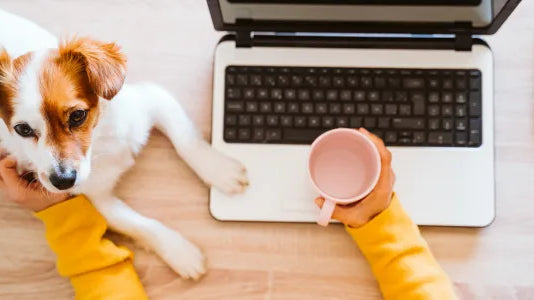 ICAD : l’identification de votre animal n’est pas une formalité, c’est une responsabilité