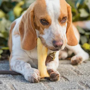 La mastication : un besoin essentiel pour le chien