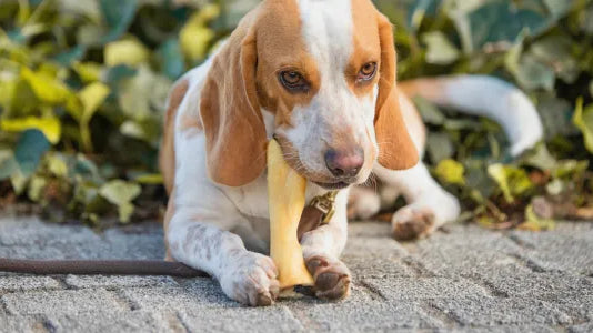 La mastication : un besoin essentiel pour le chien