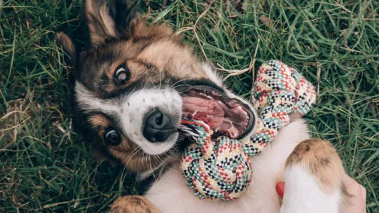 Prénom de chien en B pour 2026 : la sélection ultime pour choisir le nom parfait (et mémorable)