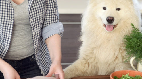 Recette friandise pour chien : 10 recettes maison simples, saines et ultra gourmandes !