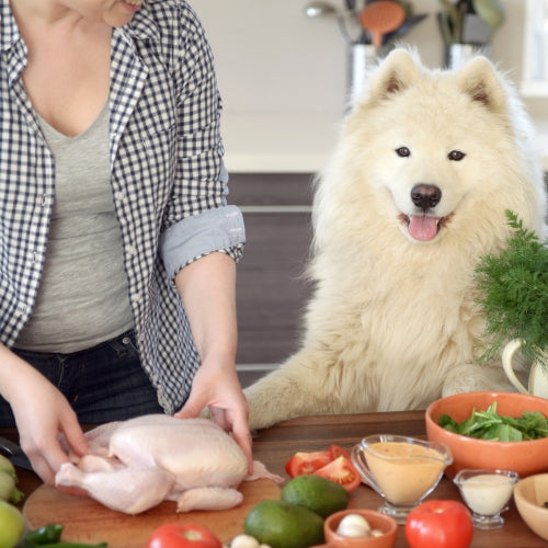 Recette friandise pour chien : 10 recettes maison simples, saines et ultra gourmandes !