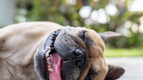 Canicule : attention aux dangers de la chaleur pour nos chiens 🌡️ !