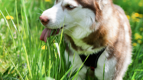 pourquoi mon chien mange de l'herbe