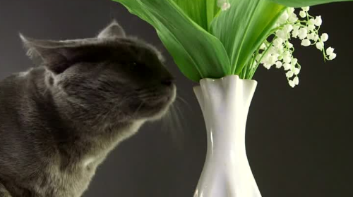 Le danger du muguet : un porte-bonheur toxique pour les animaux