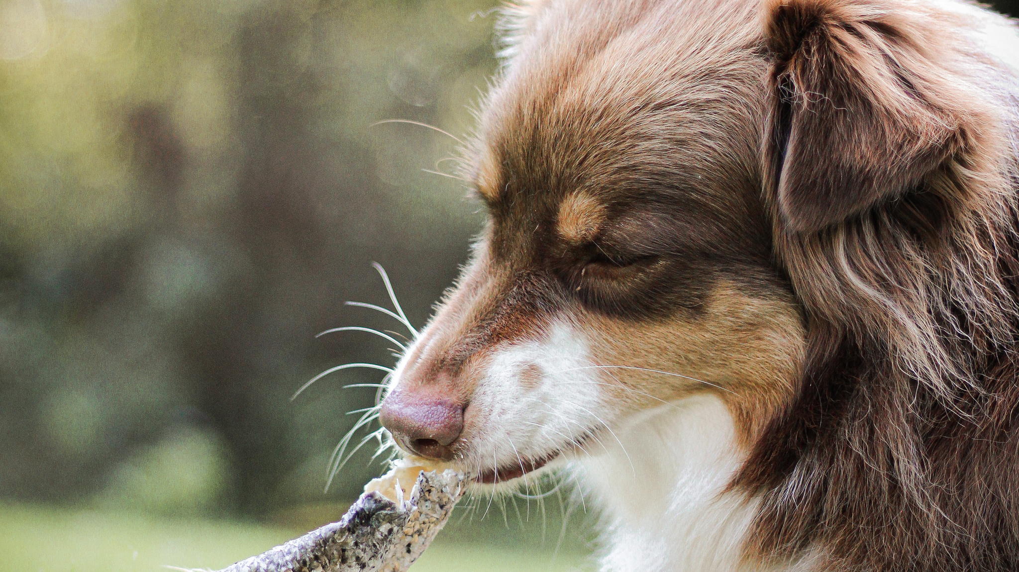 bienfaits saumon pour chiens