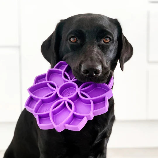 Gamelle anti-glouton permettant de ralentir la prise de nourriture du chien et de stimuler le chien en lui offrant une dépense mentale.
