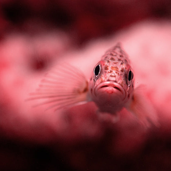 Les différents poissons dans l’alimentation du chien