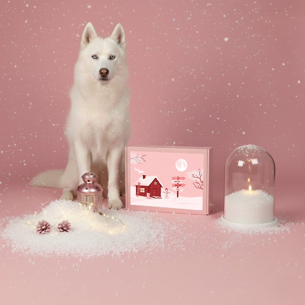 box-chien-hiver-a-pet-store