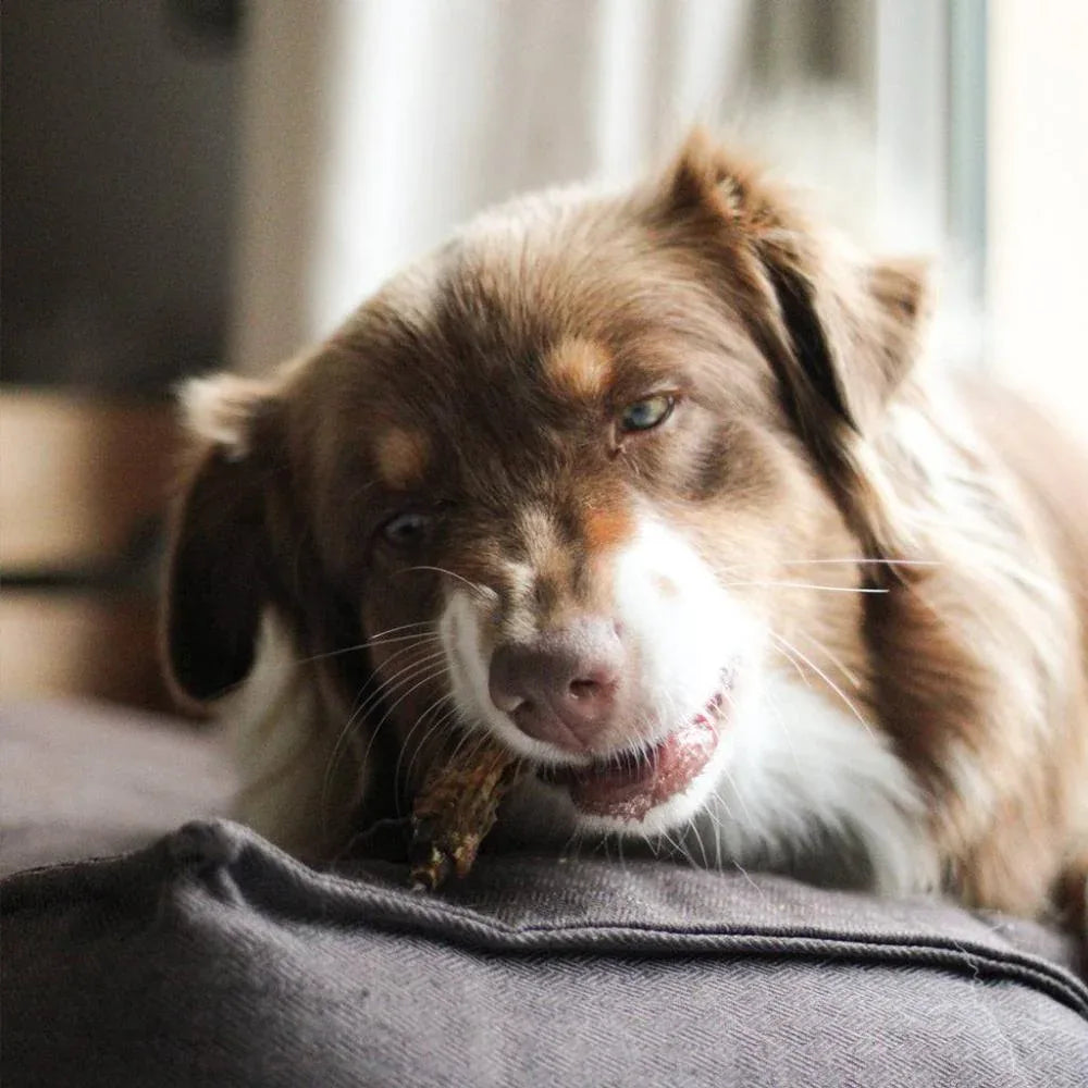 cous de poulet pour chien