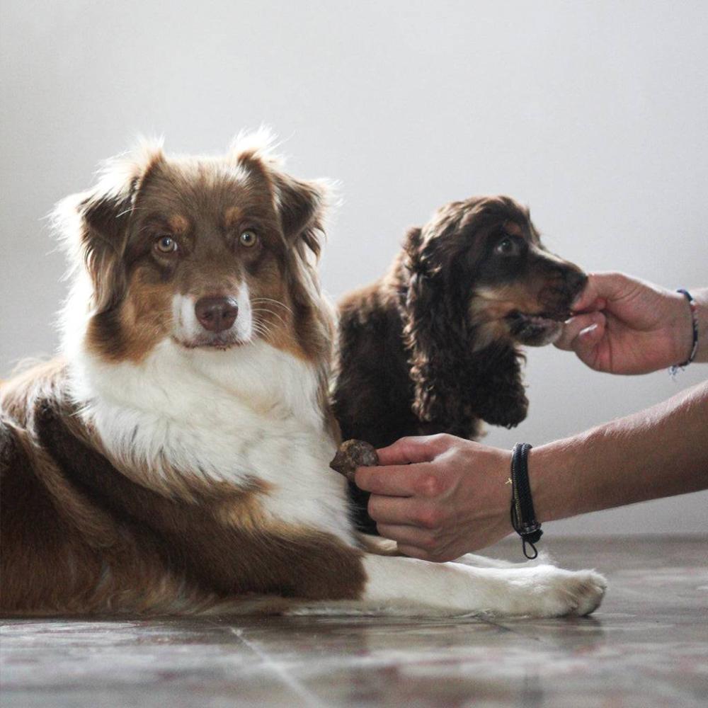 cubes de poumon pour chien