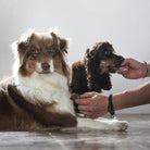 cubes de poumon pour chien