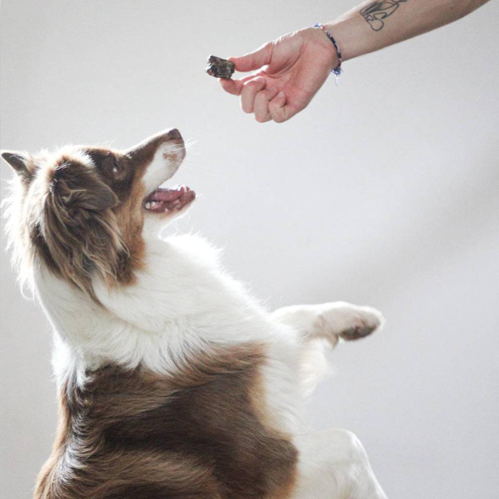 poumon de cerf pour chiens
