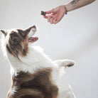 poumon de cerf pour chiens
