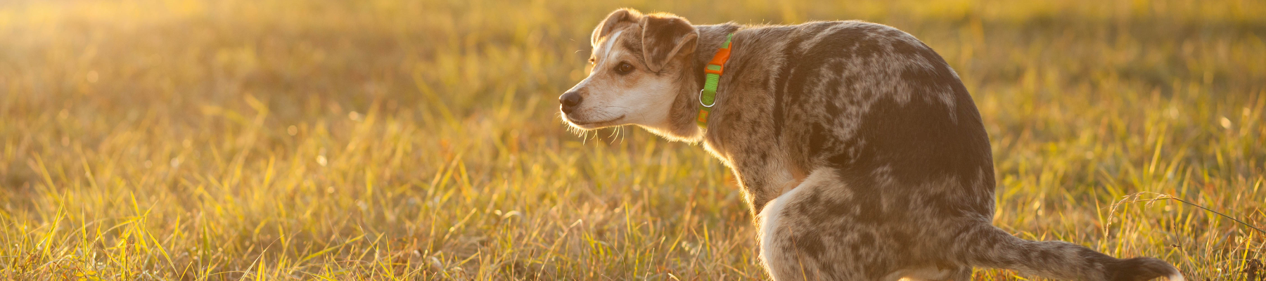 chien diarrhee que faire