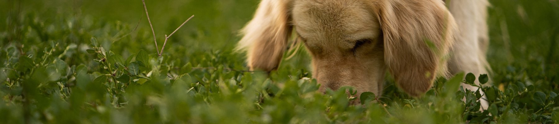 pourquoi mon chien mange de l'herbe