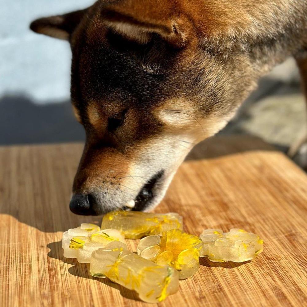 bouillon d'os chien
