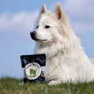 bouillon d'os chiens boeuf