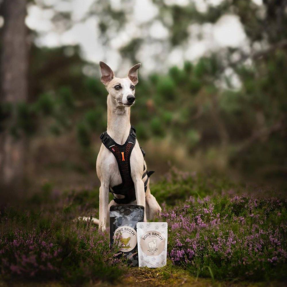 bouillon d'os pour chiens et chats