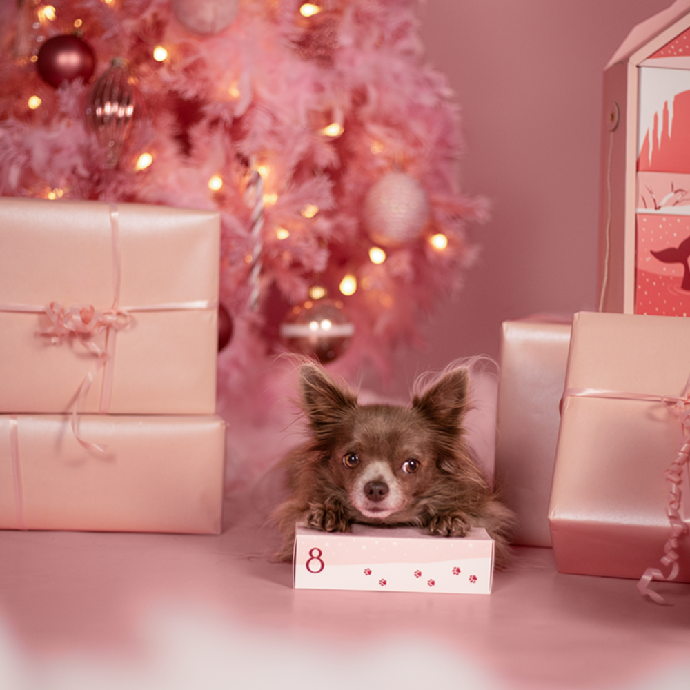 calendrier de l'avent pour chien