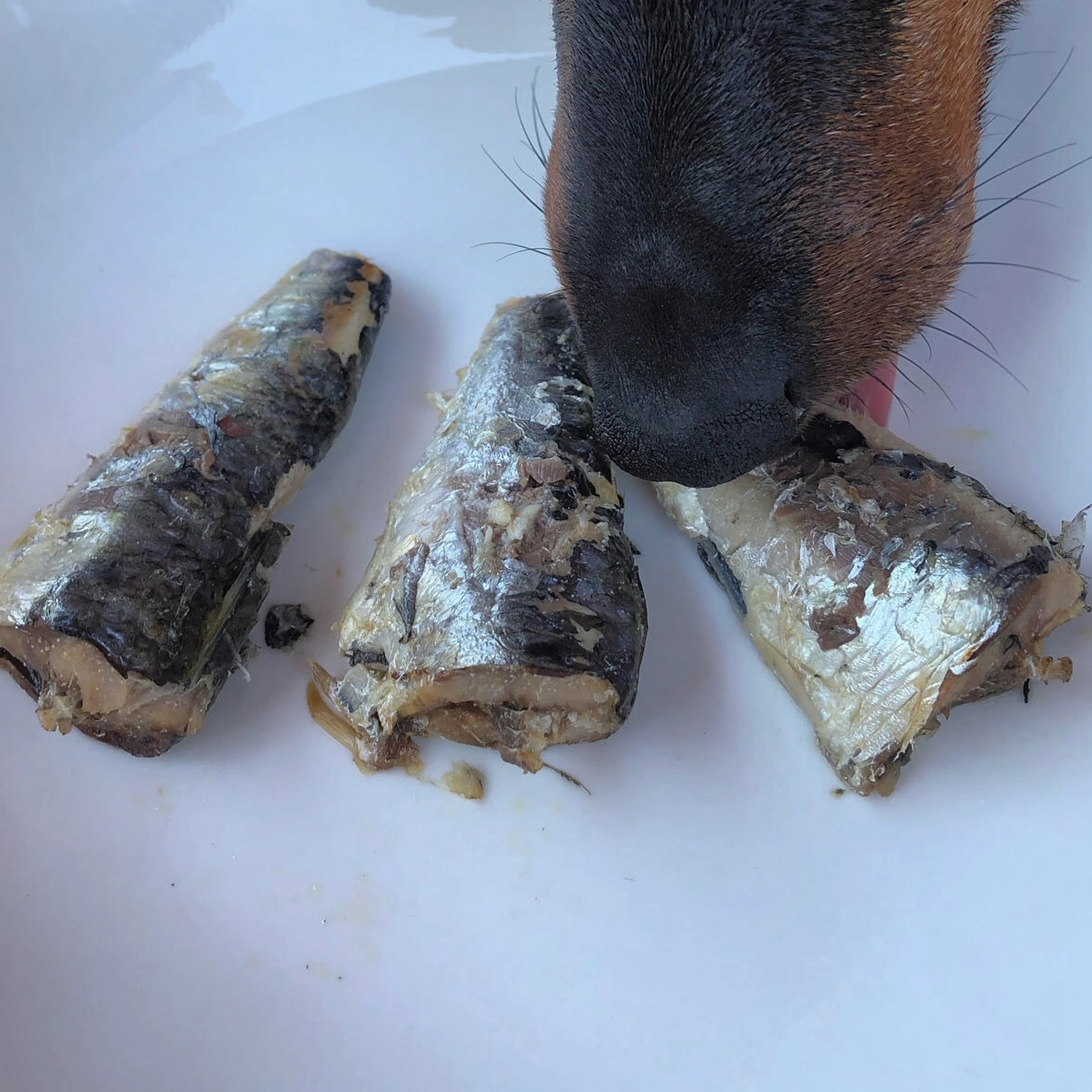 conserve canumi sardine filet pour chien