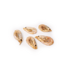 crevettes pour chien non pelees