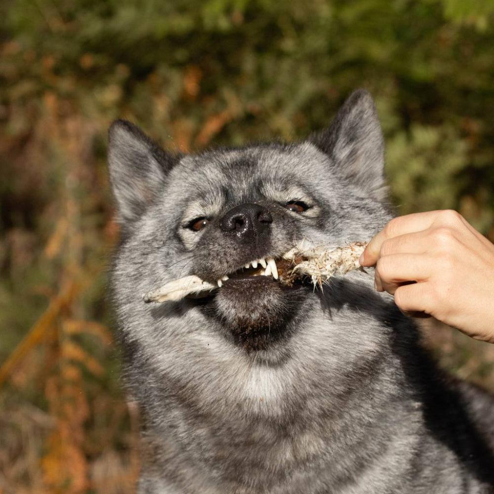 oreille de lapin poilues chien
