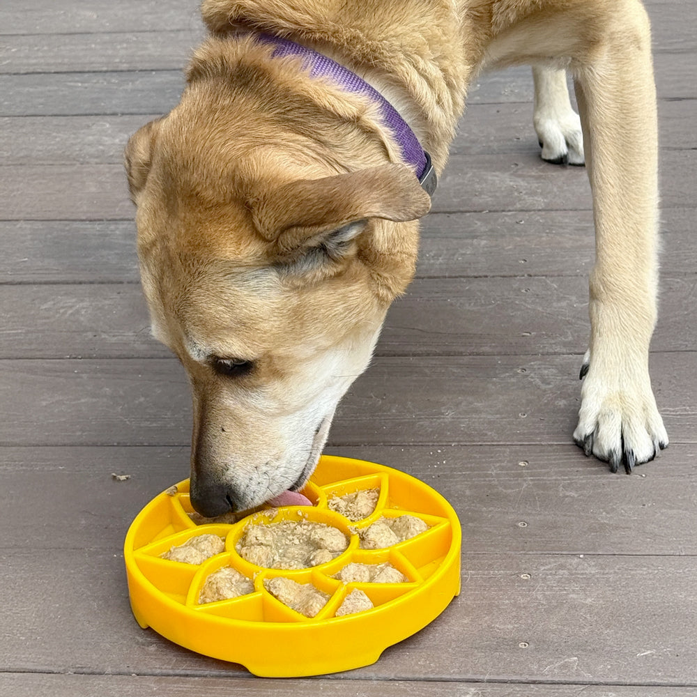 gamelle anti-glouton pour chien sodapup sunflower