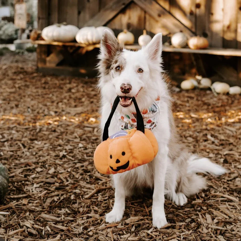 peluche de flair pour chien panier citrouille trick or treat