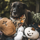 peluche pour chien sherpa citrouille