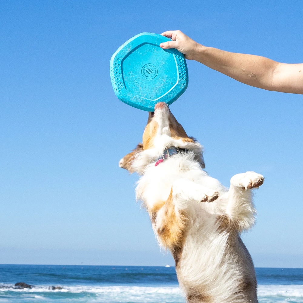 hive disc jouet flottant pour chien bleu