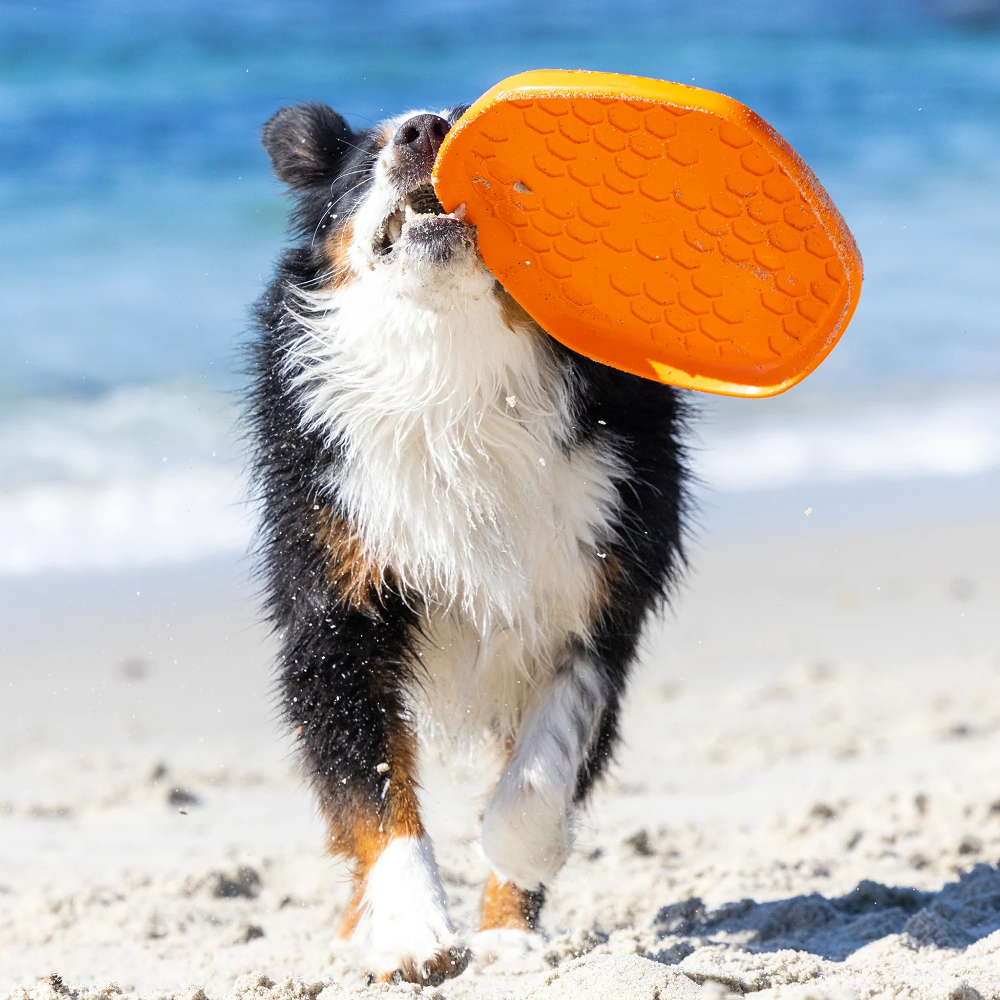 hive disc frisbee jouet parfumés pour chien flottant