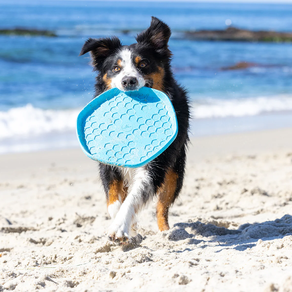 frisbee hive disc jouet flottant pour chien turquoise